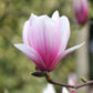 TYESHA’s MAGNOLIAS