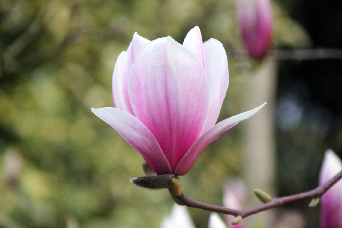 TYESHA’s MAGNOLIAS