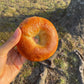 🐝🥯Honey Bagels🥯🐝